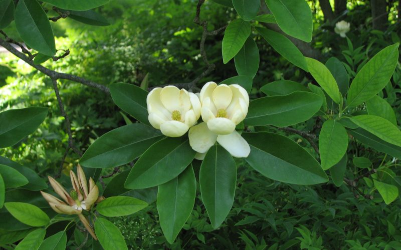 Magnolia virginiana