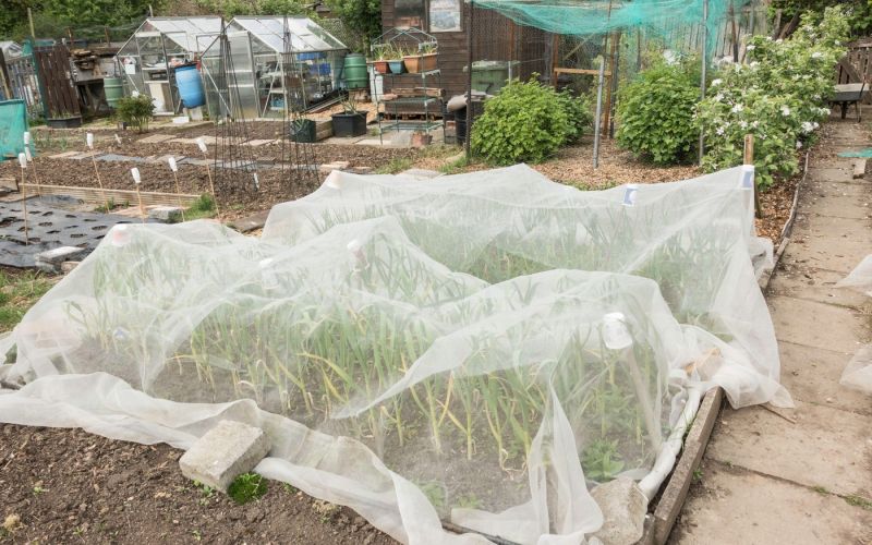 zaščita pred porovo zavrtalko