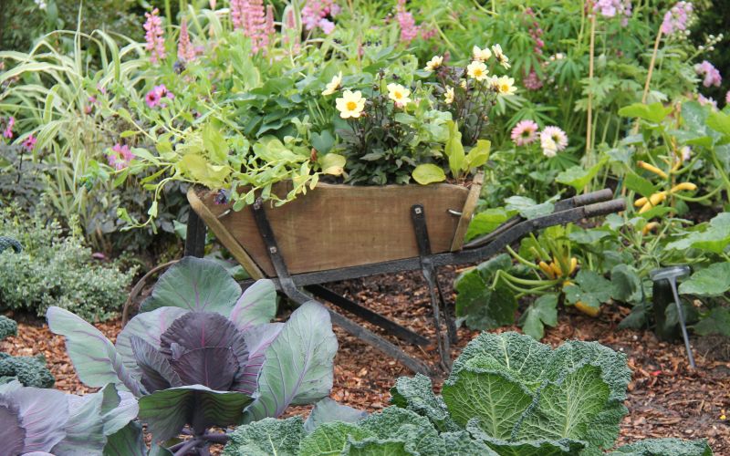 cvetoča samokolnica