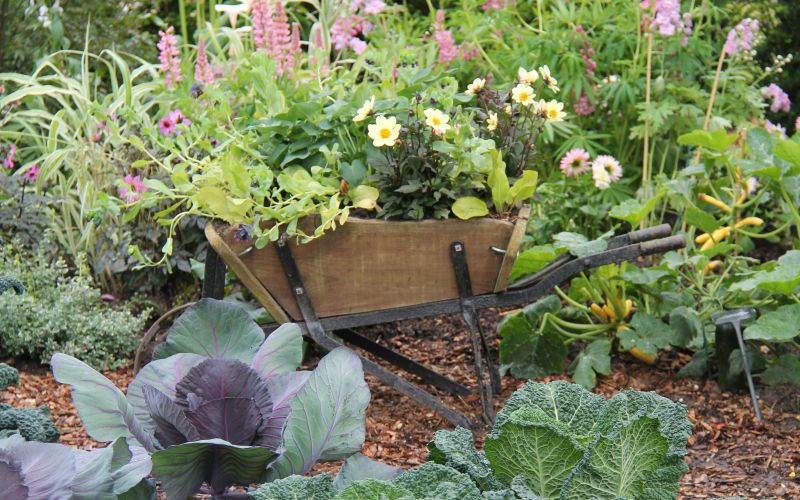 cvetoča samokolnica