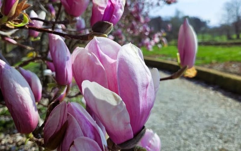 hb_botanični vrt.jpg