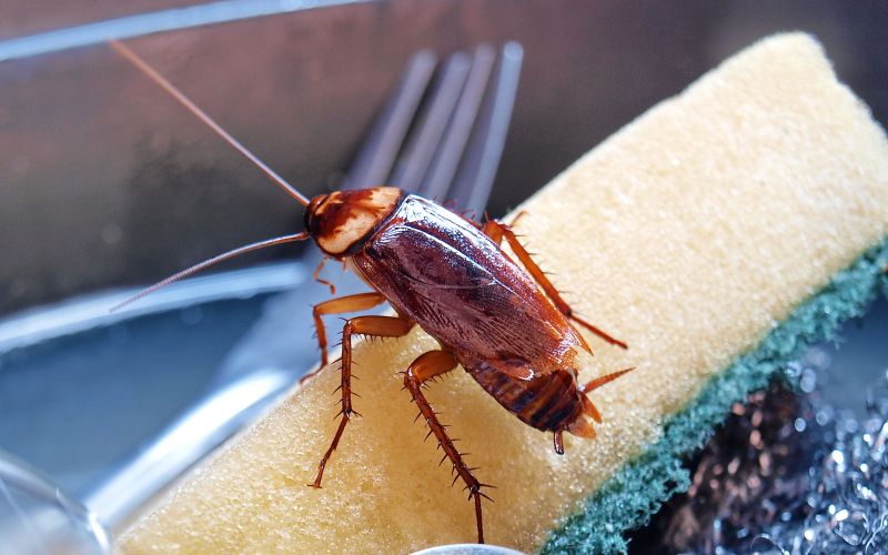 scurki, borova-kislina