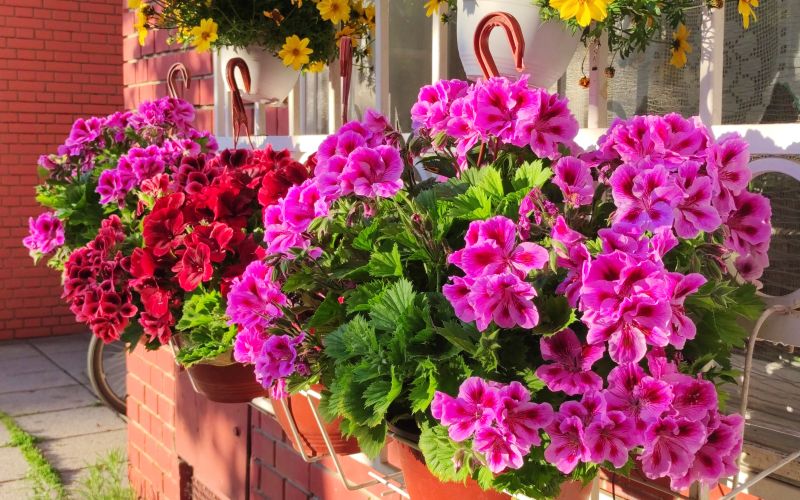pelargonije, balkonsko-cvetje