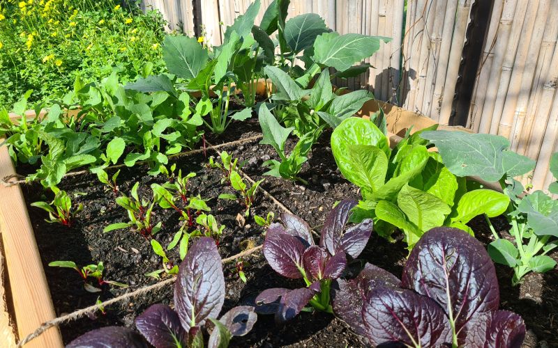 vrtnarjenje na kvadrate