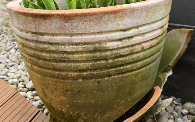 razpokan lonec hosta