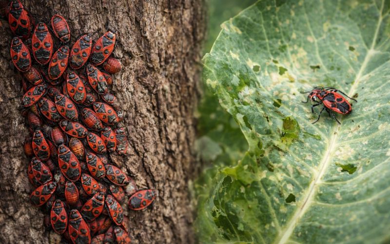 rdeci-skratec, kapusova-stenica