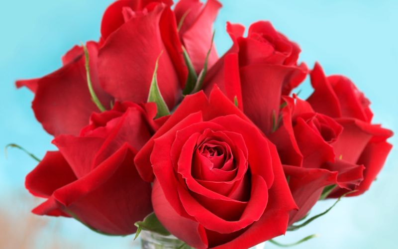 vrtnice, rezano-cvetje