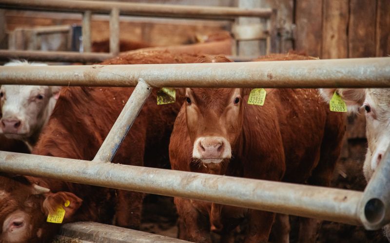 štefan-cigüt, cigut, kmetija-cigüt-noršinci, krave, biki, krava, bik, goveda, živinoreja, kmetijstvo
