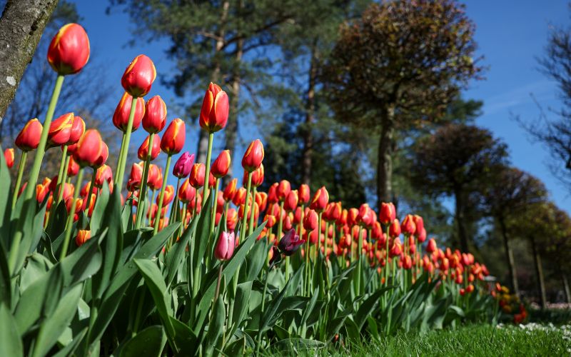 mozirski-gaj, mozirski-gaj-park-cvetja, razstava-pomladnega-cvetja, 48-razstava-pomladnega-cvetja, tulipani, cvetlice, roze