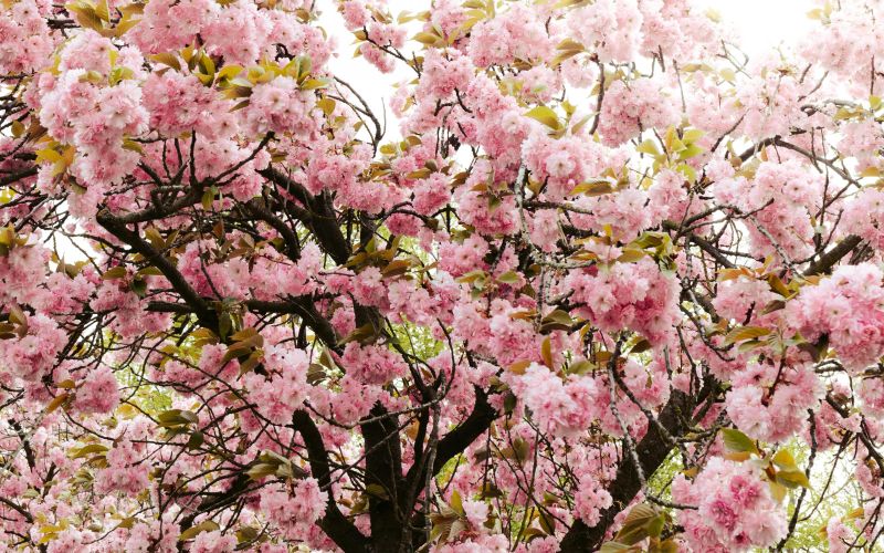 krošnja japonske češnje