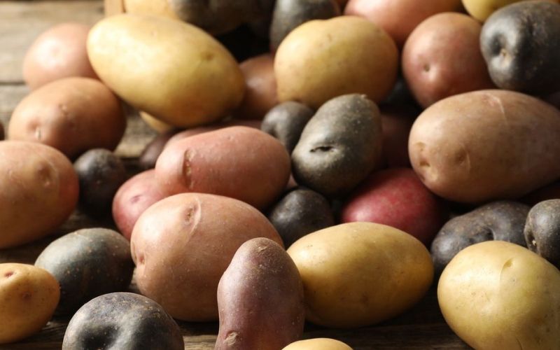 pestre sorte krompirja