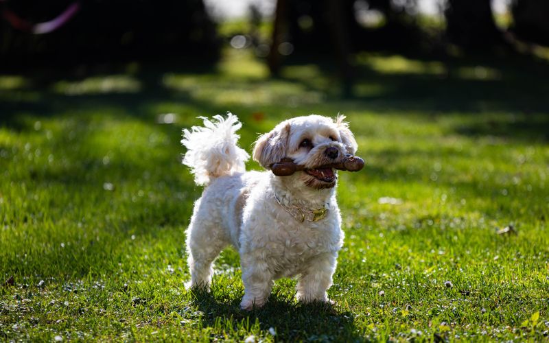 biorazgradljiva-igraca, hisni-ljubljencki, kost-za-pse