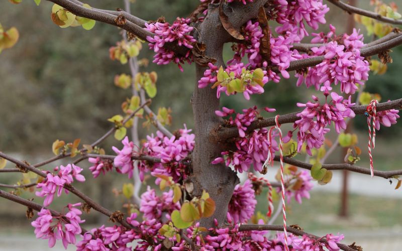 Cercis canadensis