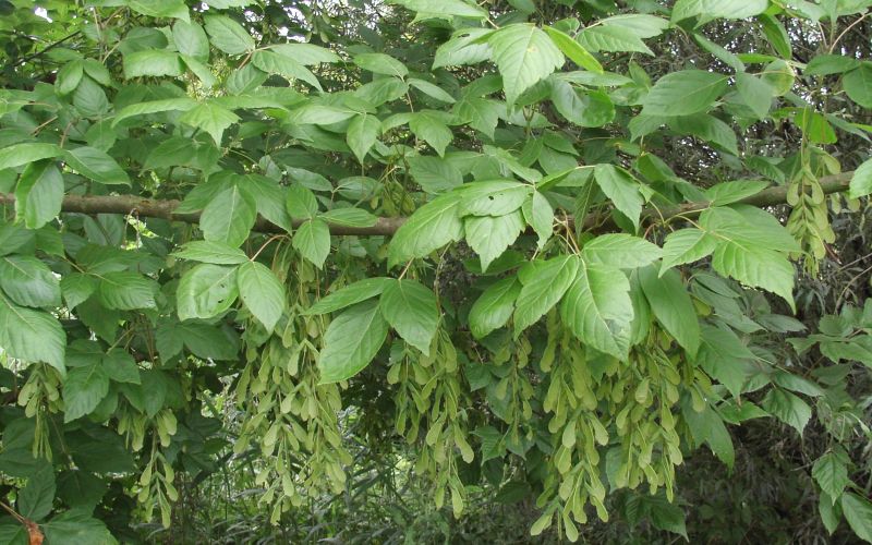 javor, invazivne-rastlinne