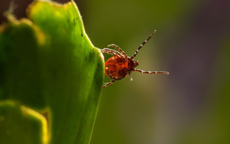 veliki klop, hyalomma marginatum