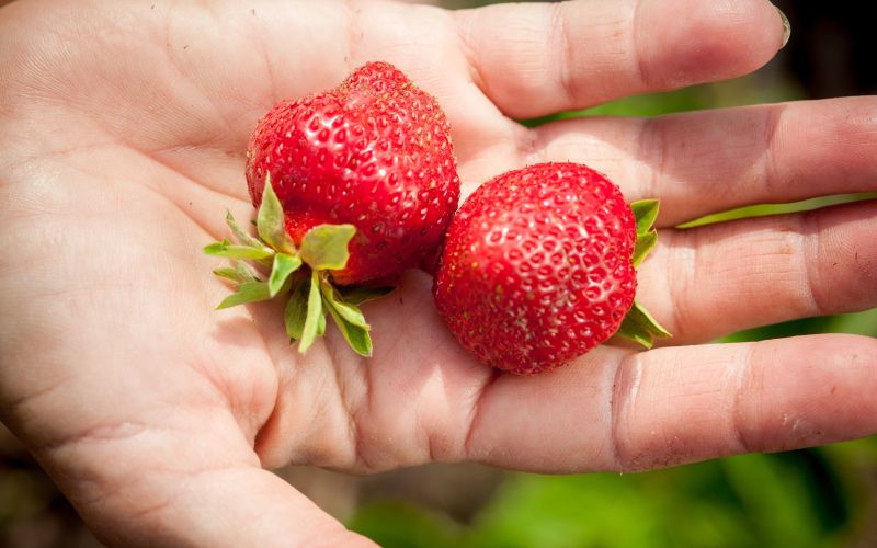 zelenjava, sveza-zelenjava