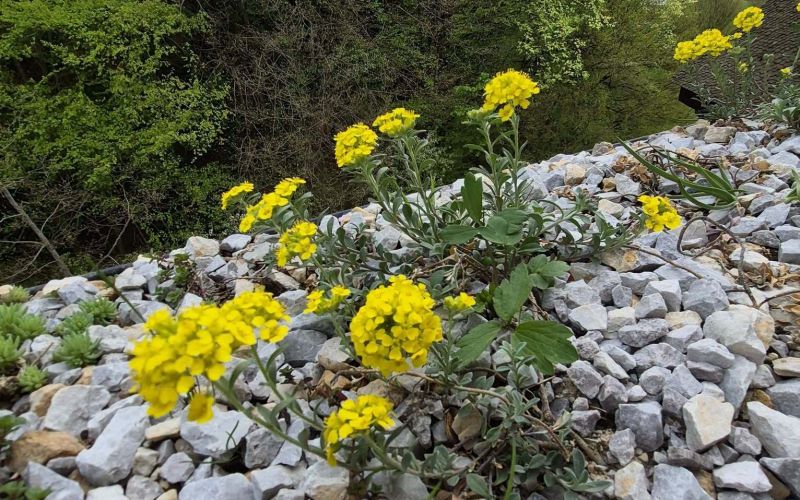 žički grobeljnik.jpg