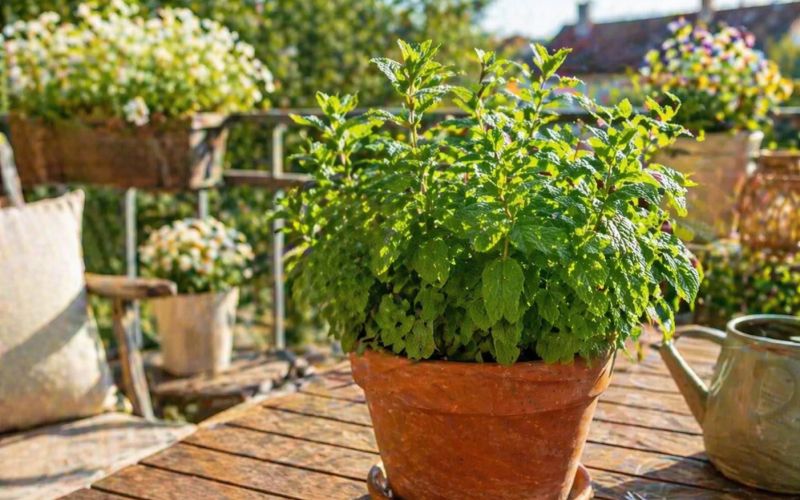 meta, balkon, zelisca