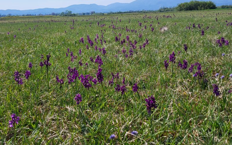 kukavicevke, krsko-polje
