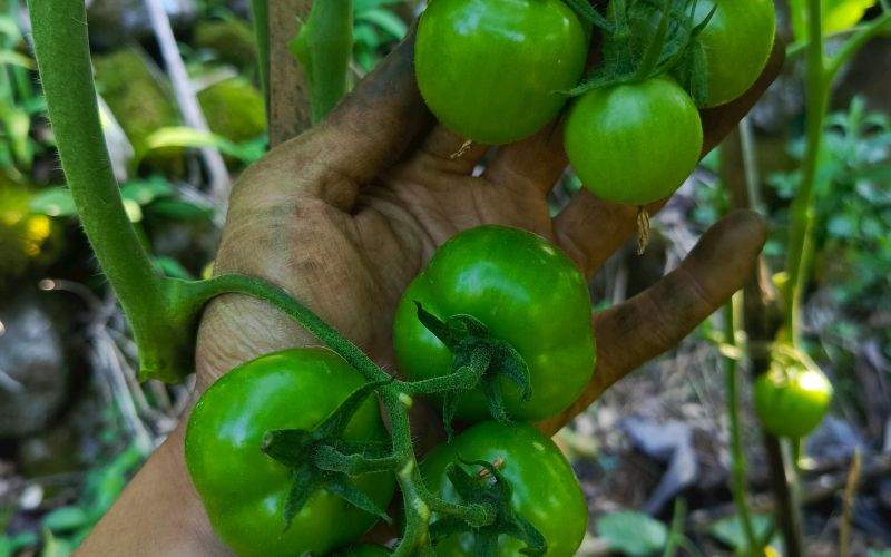 polna rastlina paradižnikov