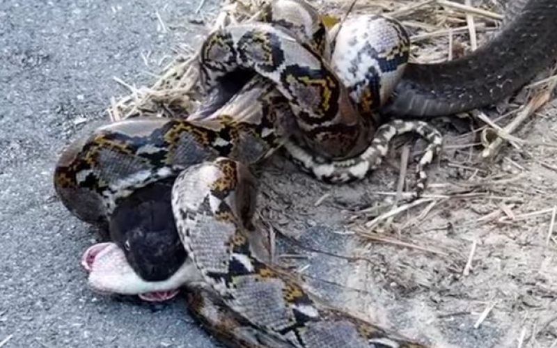 Piton in kraljeva kobra