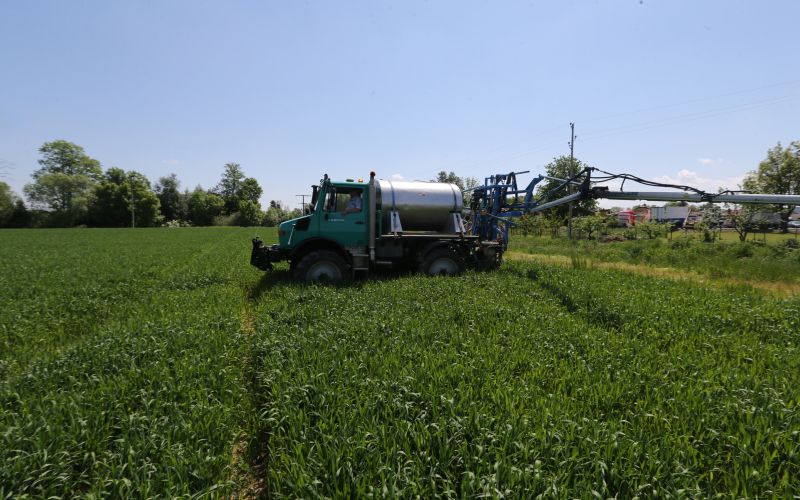 pšenica gnojenje PL.jpg