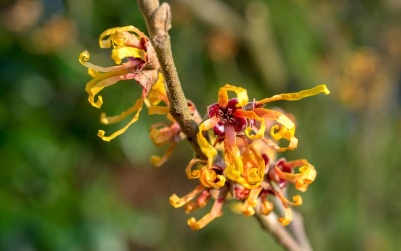 zelena lekarna Hamamelis virginiana.jpg