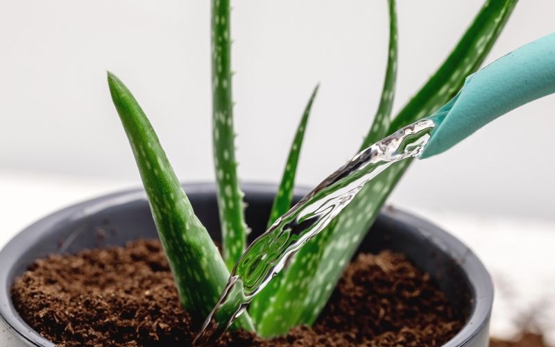 aloe-vera