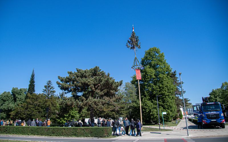postavljanje-mlaja, trg-zmage, murska-sobota, praznik-dela