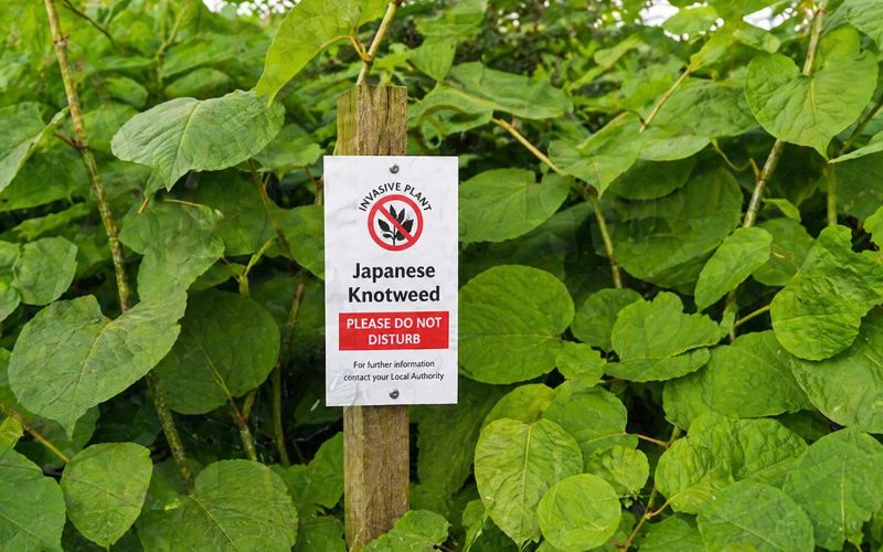 japonski-dresnik