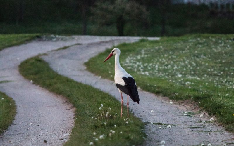 Gospa Štorklja.JPG