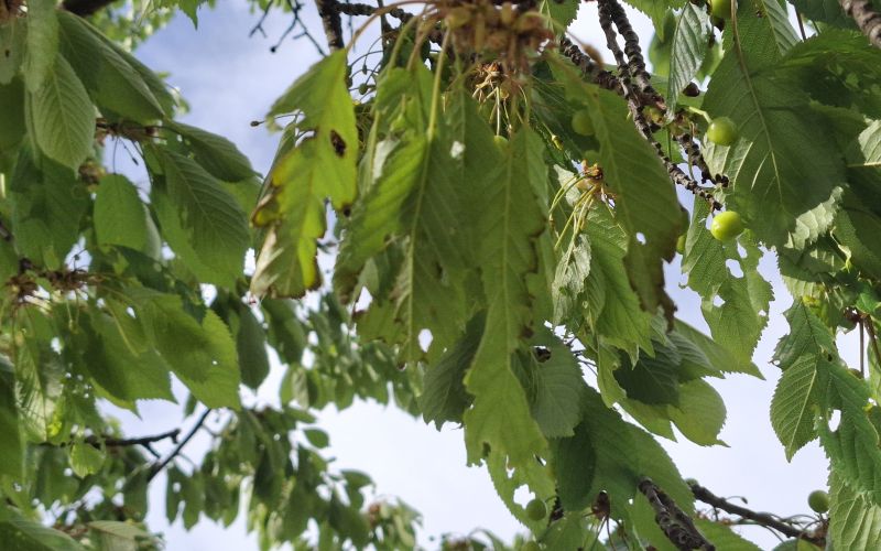 češnja, sadno-drevje, češnje, gosenica, škodljivci, drevo, goričko, narava, simbolična