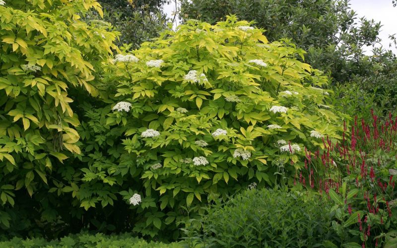 Sambucus nigra "Aurea"