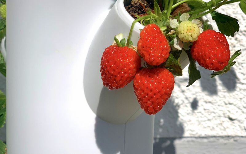 jagode SISSI STRAWBERRY