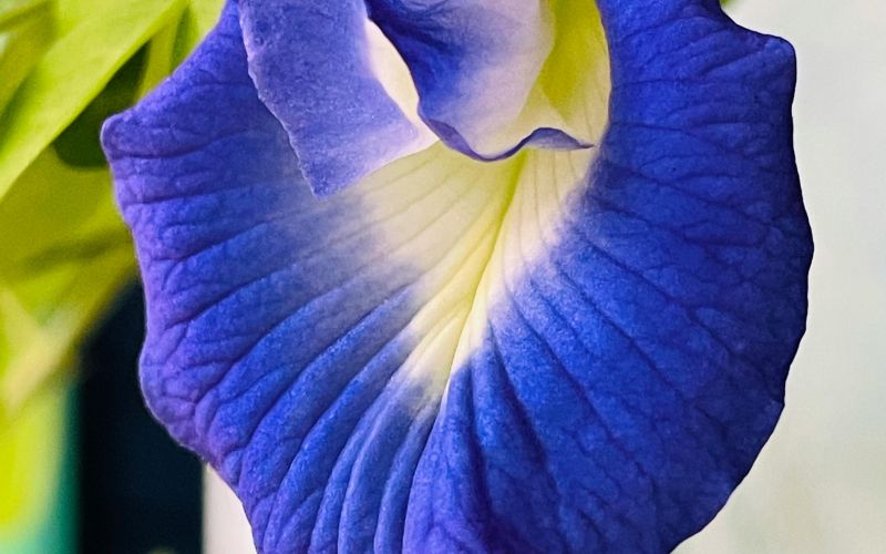 Clitoria ternatea