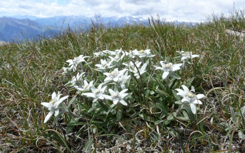 dl_xy_leontopodium_alpinum_bernd_haynold_2007.jpg