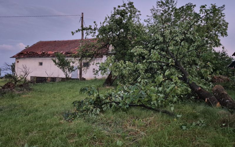 neurje, sveta-ana, odkrite-strehe, podrta-drevesa