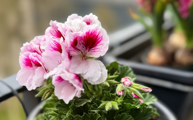 pelargonije, balkonsko-cvetje