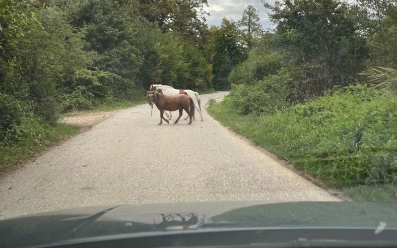 konji dobruška vas.jpg