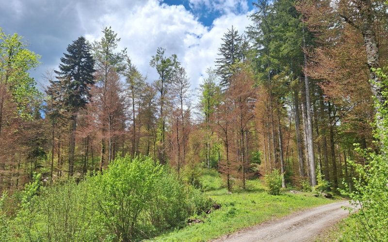 zgs, pozeba