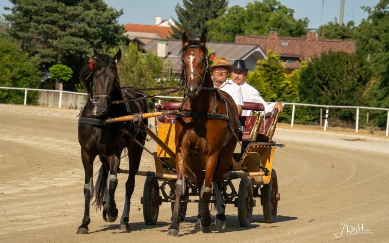 kasaske-dirke, hipodrom-ljutomer, spominska-dirka, kresni-lotmerk, prlekfest