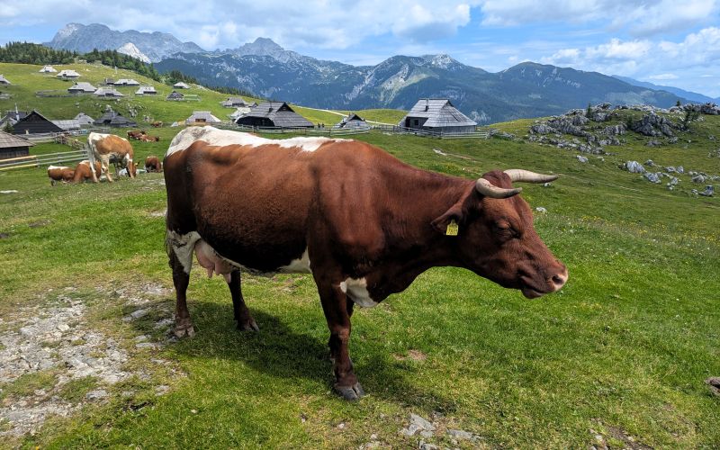 velika-planina