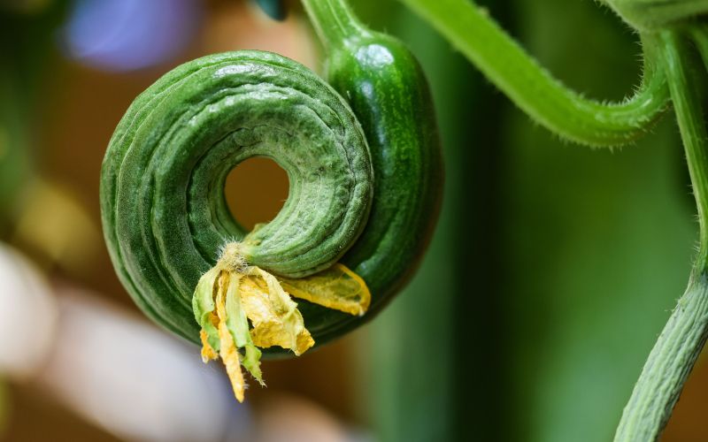 deformirana kumarica