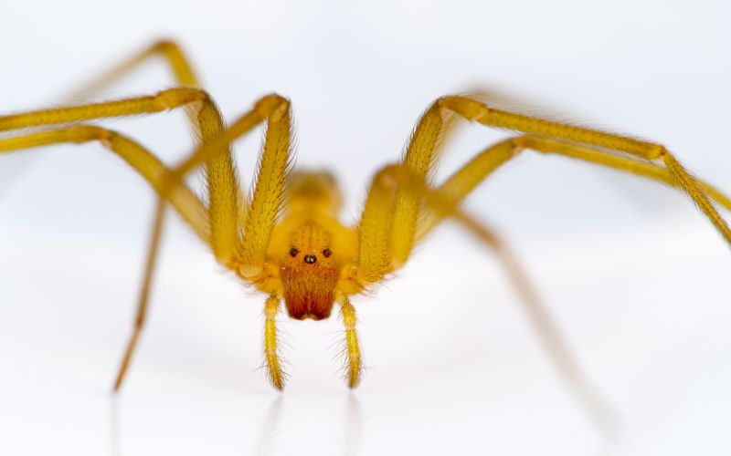 Chilean_recluse_spider_(Loxosceles_laeta).jpg