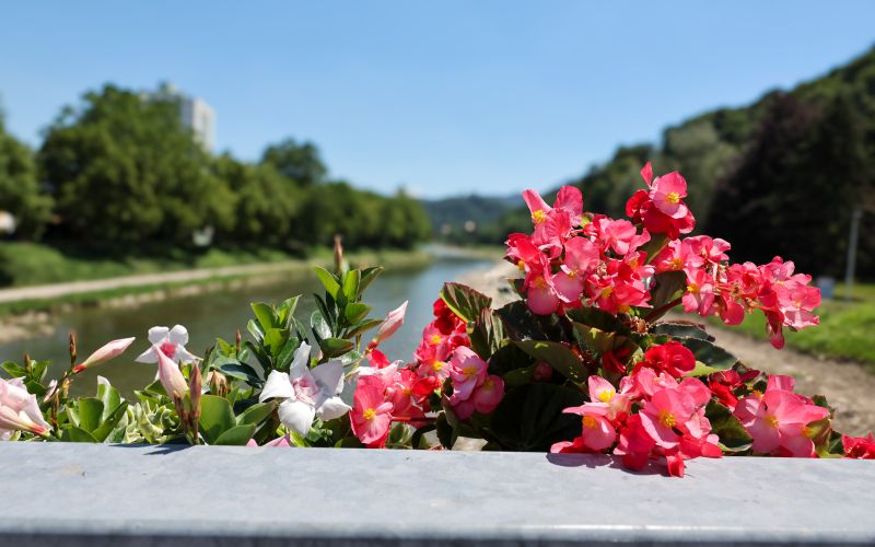 zelenice 1 (3).jpg