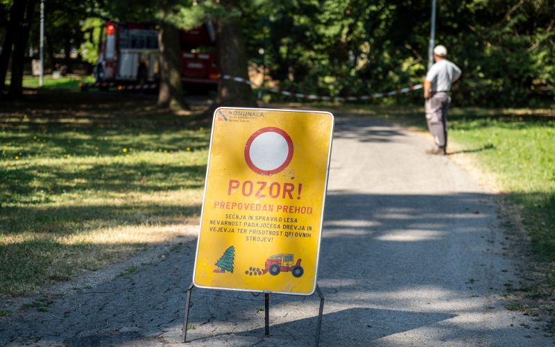 odstranjevanje-gnezd-poljskih-vran, vrane, mestni-park-murska-sobota