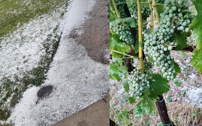 toča grozdje