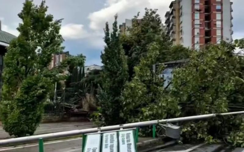 podrto drevo prometni znak neurje