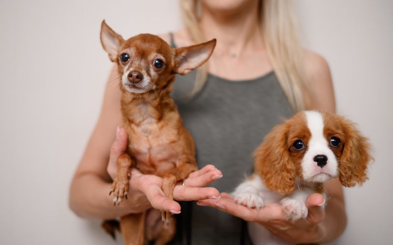 Cavalier King Charles španjel, čivava