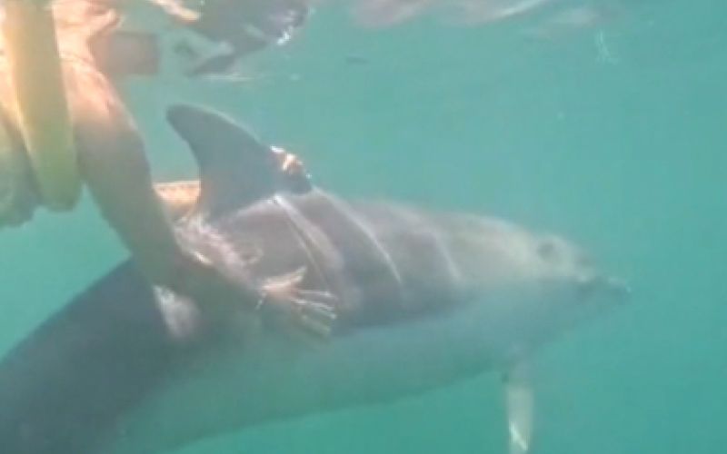 delfin